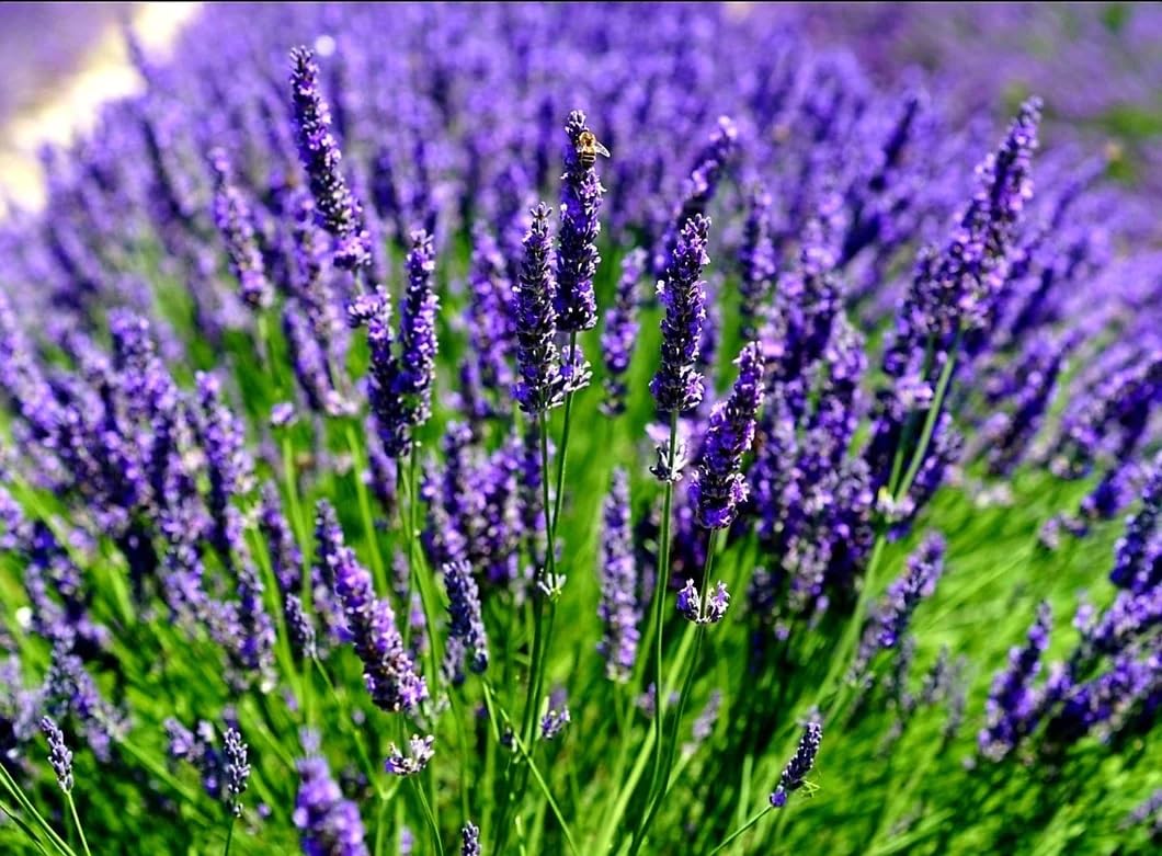 Purple Lavandula Angustifolia Lavender Seeds Scientific Name Placeholder for planting in home garden