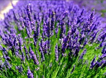 Purple Lavandula Angustifolia Lavender Seeds – Heirloom, Non-GMO Aroma