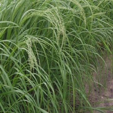 Teff (Eragrostis Tef) Herb Seeds