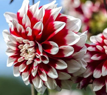 White and Red Chrysanthemum Flower Seeds for Planting - NON GMO Seeds