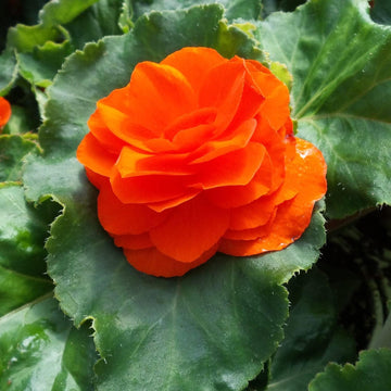 Orange Begonia Flower Seeds for Planting - NON GMO Seeds