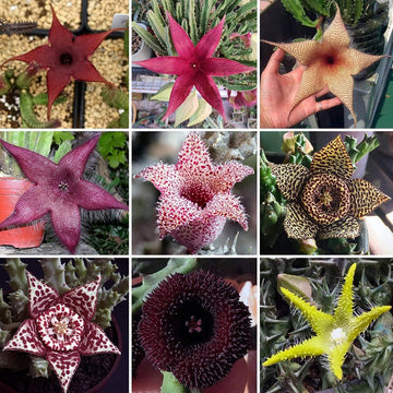 Stapelia Pulchella Succulent Plant Seeds for Planting - NON GMO Seeds