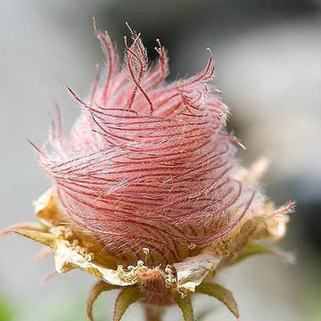 Triflorum Flower Seeds for Planting – 100 pcs