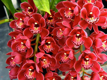 Cymbidium Flower Seeds for Planting – Organic, Heirloom, Non-GMO Orchid Seeds
