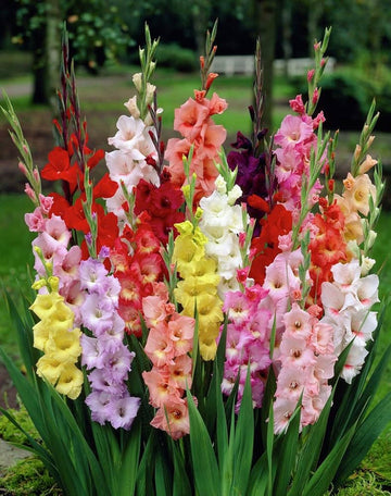 Heirloom Non-GMO Gladiolus Flower Seeds for Planting – Vibrant Summer Blooms
