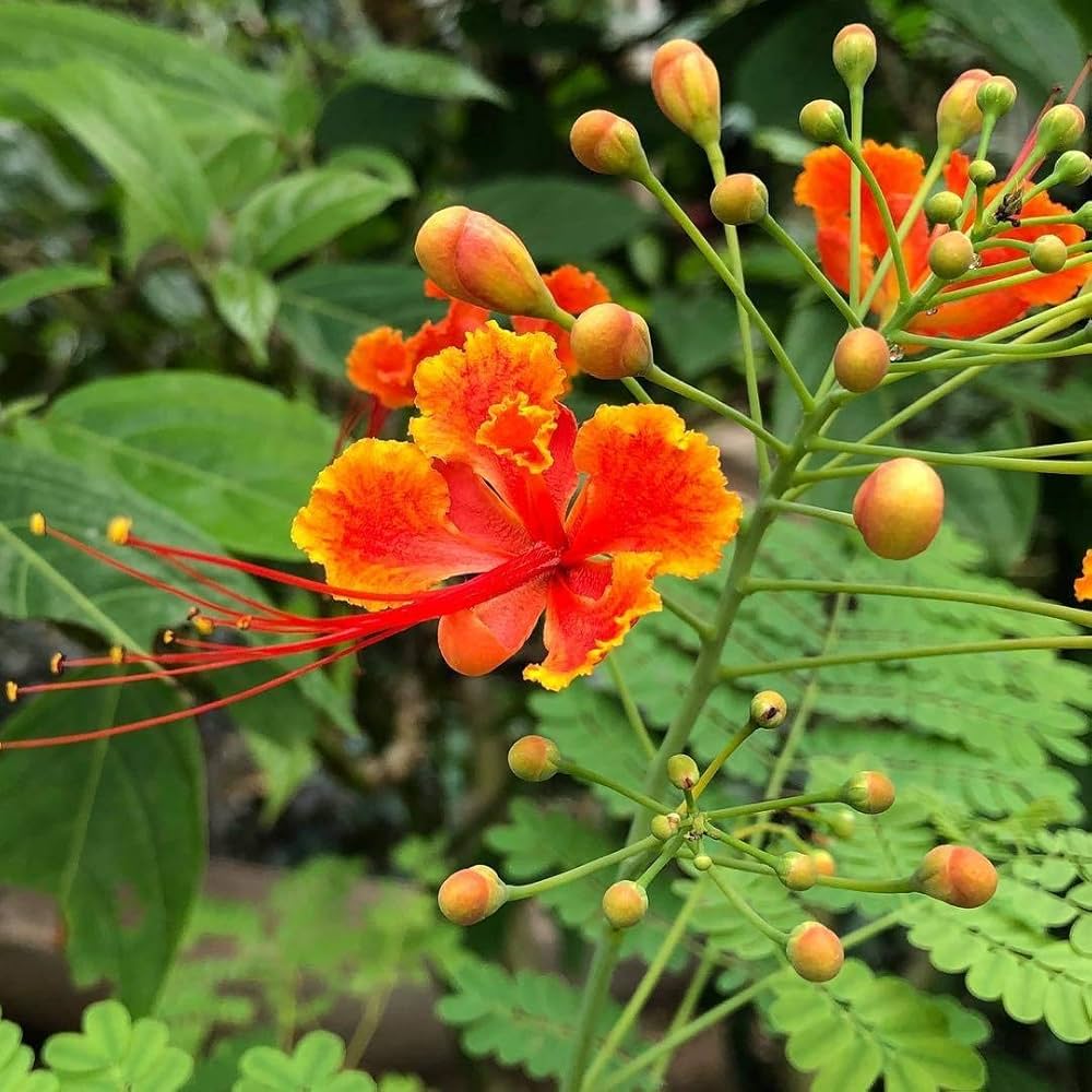 Red Caesalpinia or Peacock Flower Seeds for Planting - 100 pcs seeds for planting in home garden