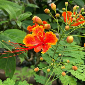 Red Caesalpinia or Peacock Flower Seeds for Planting - 100 pcs