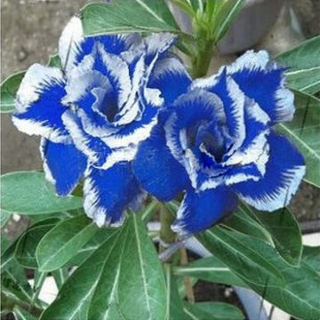 Heirloom Non-GMO Deep Blue Adenium Obesum Flower Seeds for Planting – Desert Rose Seeds