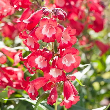 Red Penstemon Hartwegii Flower Seeds for Planting - 100 Pcs pcs