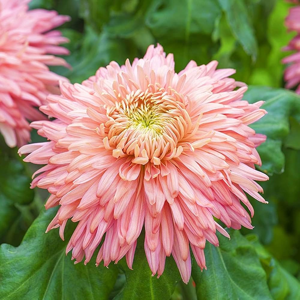 Heirloom Non-GMO Chrysanthemum Pink Yellow Flower Seeds for Planting ƒ?? Vibrant Fall-Blooming Garden Blooms for planting in your garden.
