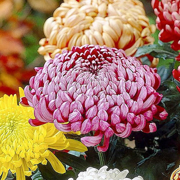 Heirloom Non-GMO Chrysanthemum Pink Yellow Flower Seeds for Planting – Vibrant Fall-Blooming Garden Blooms