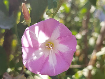 Ackerwinde Flower Seeds – Heirloom Non-GMO Morning Glory Seeds for Colorful Climbing Gardens