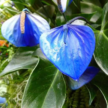 Blue Anthurium Planting Seeds for Garden - Heirloom and Non-GMO Seeds