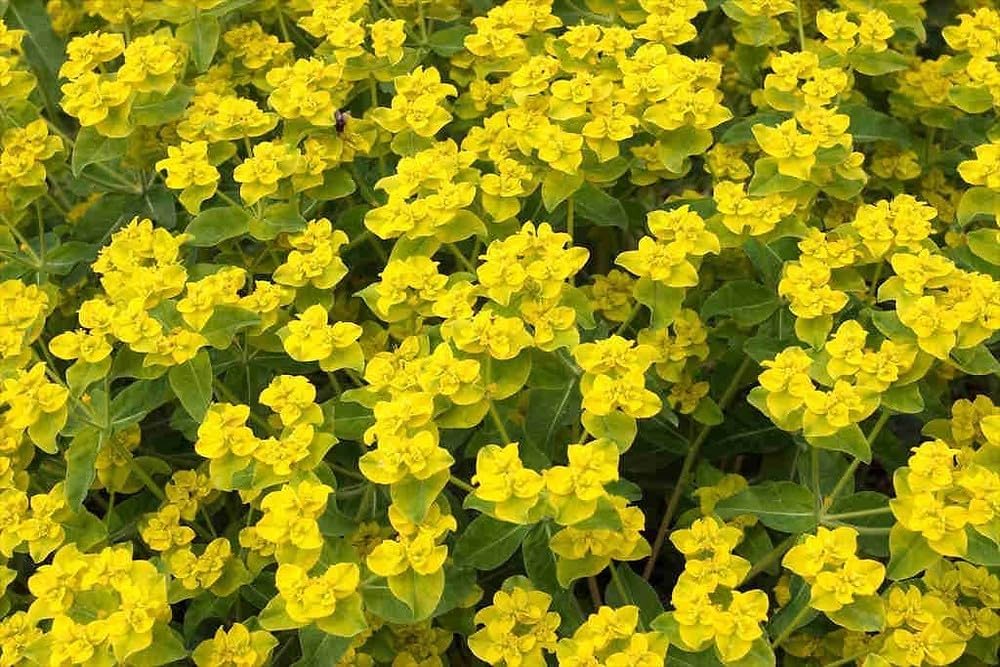 Heirloom Euphorbia Lathyris Flower Seeds for Planting, Non-GMO seeds for planting in home garden