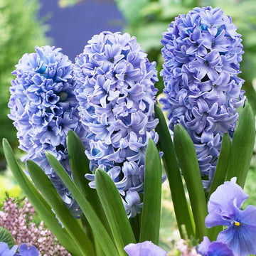 Heirloom Non-GMO Hyacinths Flower Seeds – Fragrant Spring Blooms for Garden Planting