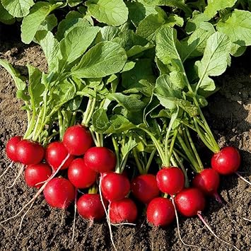 Red Radish Raphanus sativus seeds for garden planting