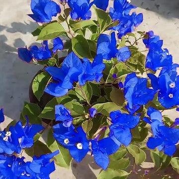 Organic Heirloom Non-GMO Blue Bougainvillea Seeds for Planting â€“ Climbing Vine Flowers