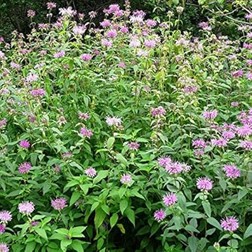 Green Plant Seeds for Planting - 100 Pcs pcs