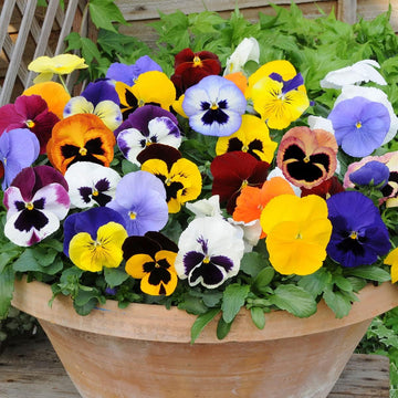 Heirloom Pansy Flower Seeds for Planting, Non-GMO