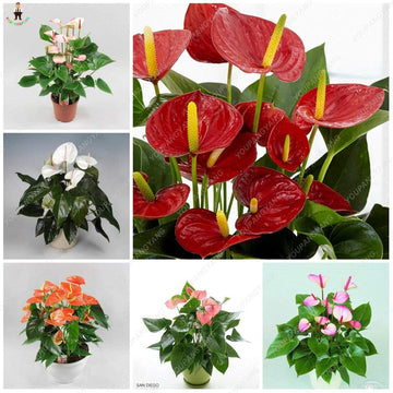 Mixed Anthurium Andraeanu Flower Seeds