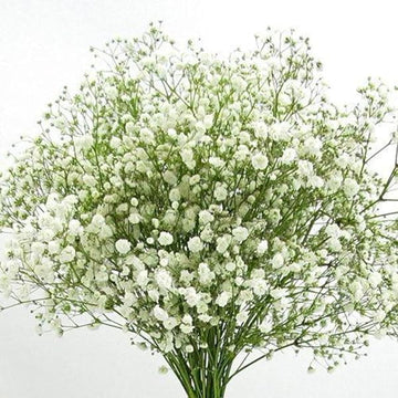 Peach Gypsophila Flower Seeds for Planting â€“ NON GMO Seeds