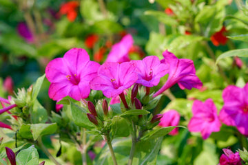 Mixed Mirabilis Jalapa Flower Seeds – Heirloom Non-GMO Blooms for Colorful Garden Planting