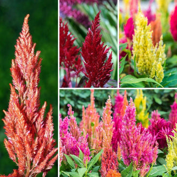 Plumed Flower Seeds for Garden Planting - NON GMO Seeds