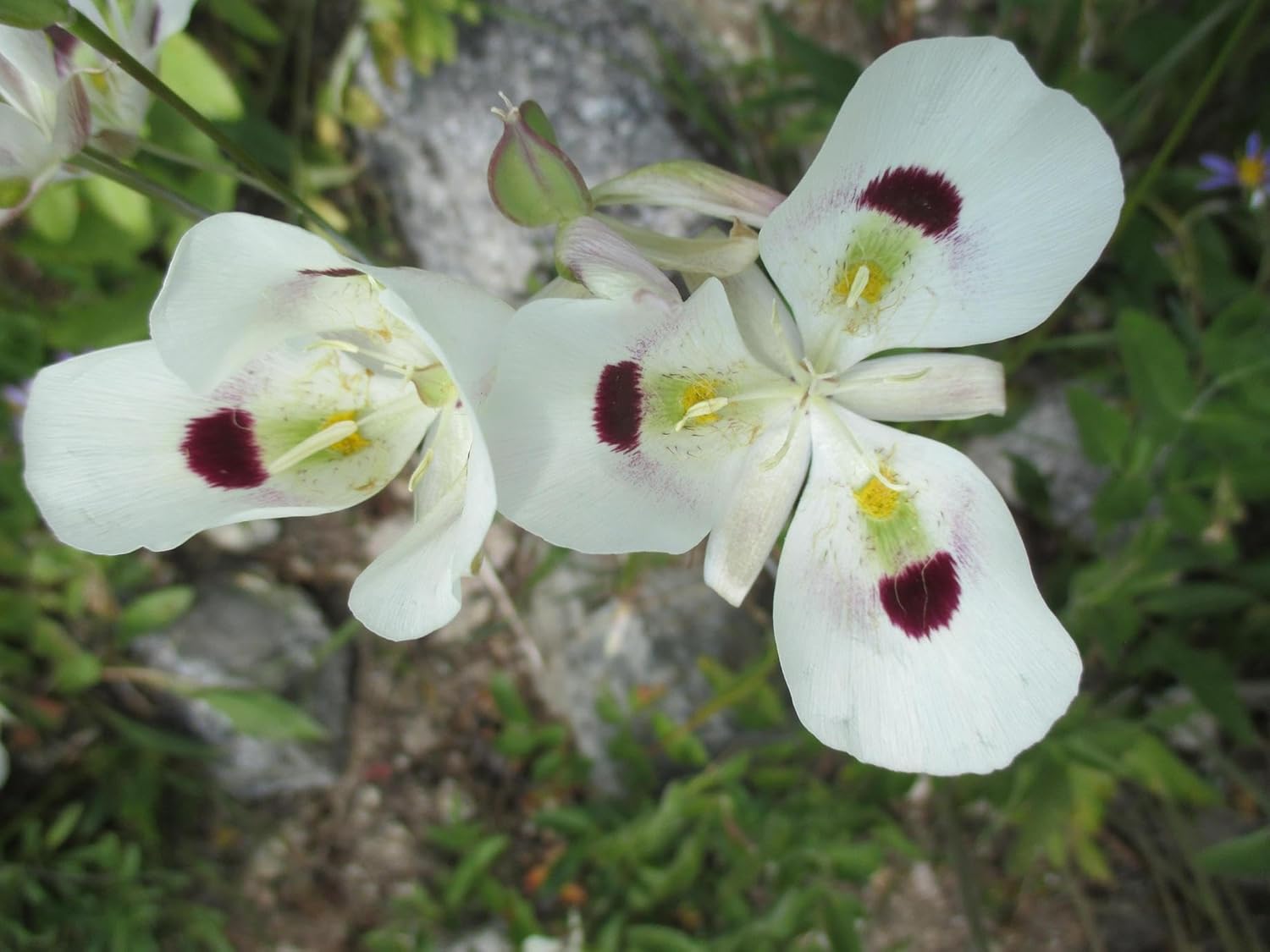 Calochortus Flower Seeds for Garden Planting - NON GMO Seeds for planting in home garden