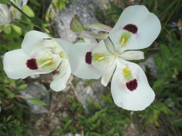 Calochortus Flower Seeds for Garden Planting - NON GMO Seeds