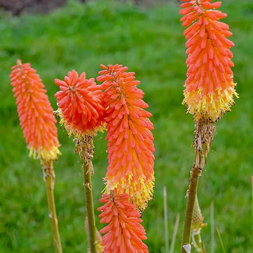 Heirloom Non-GMO Kniphofia Flower Seeds for Planting – Striking Torch-Lily Blooming Seeds