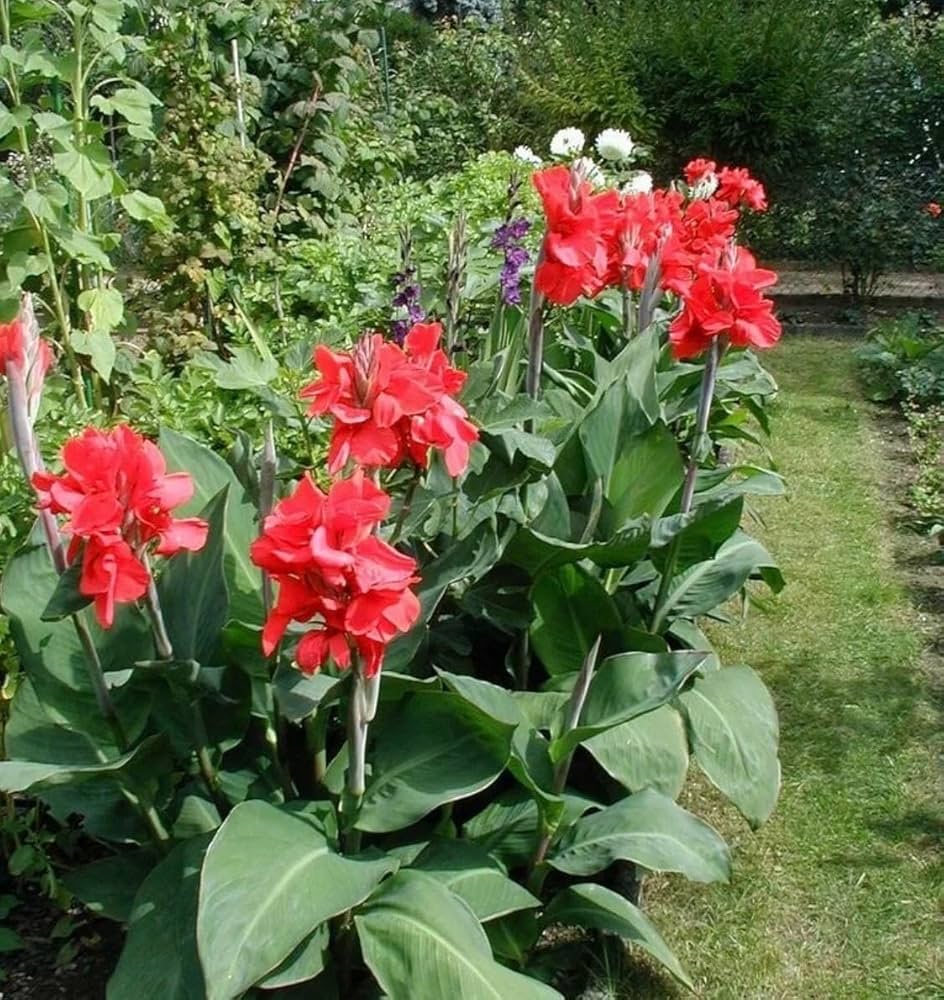 Canna Flower Seeds for Planting 100 pcs - Flower for planting in home garden