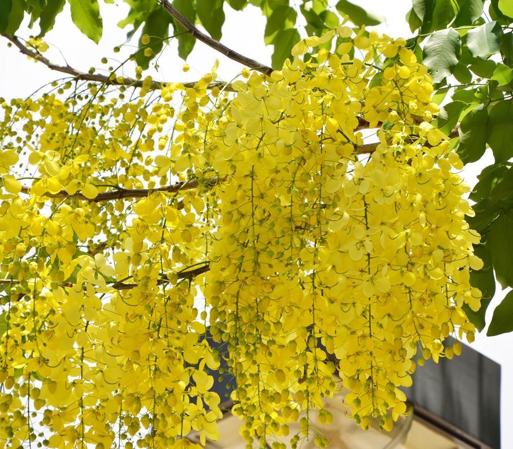 Yellow Laburnum Seeds – Heirloom, Non-GMO Flower Seeds for Planting seeds for planting in home garden