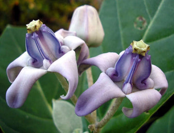 Purple Calotropis Gigantea Plant Seeds for Planting - NON GMO Seeds