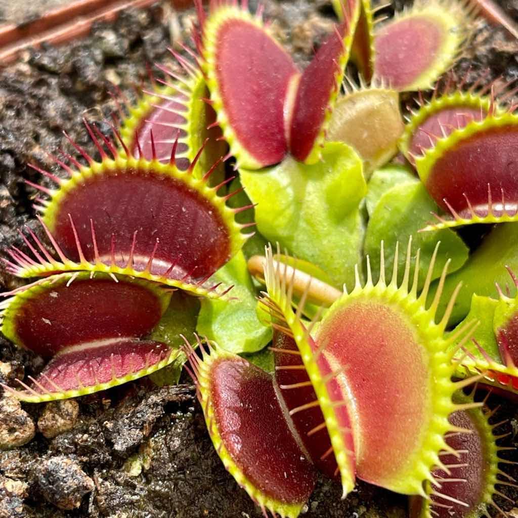 Carnivorous Plant Seeds for Planting - 100 pcs - Plant for planting in home garden