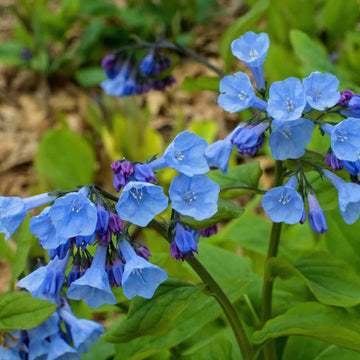 Mertensia Flower Seeds for Planting - NON GMO Seeds