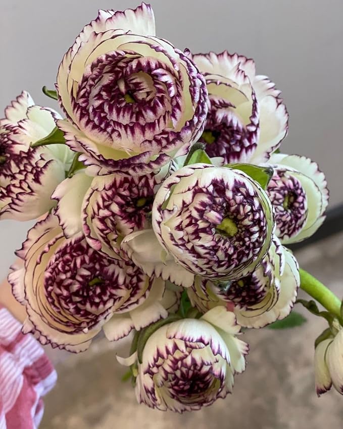 Brown Shade Japanese Ranunculus Flower Seeds ƒ?? Heirloom, Non-GMO Flower Seeds for Planting