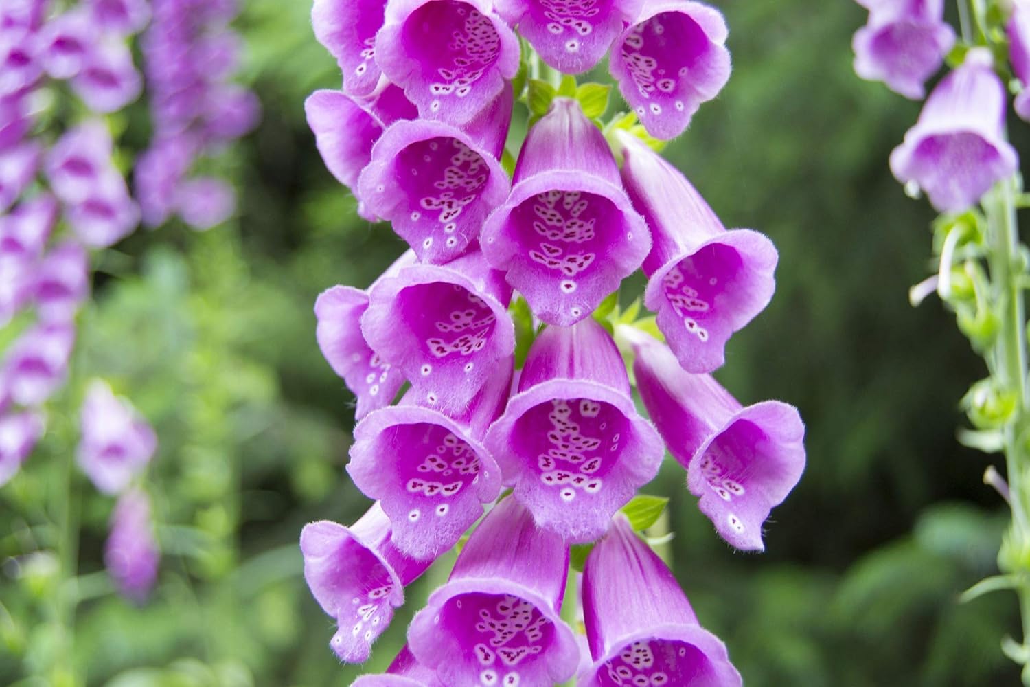 Organic Digitalis Flower Seeds for Planting ƒ?? Heirloom, Non-GMO for planting in your garden.