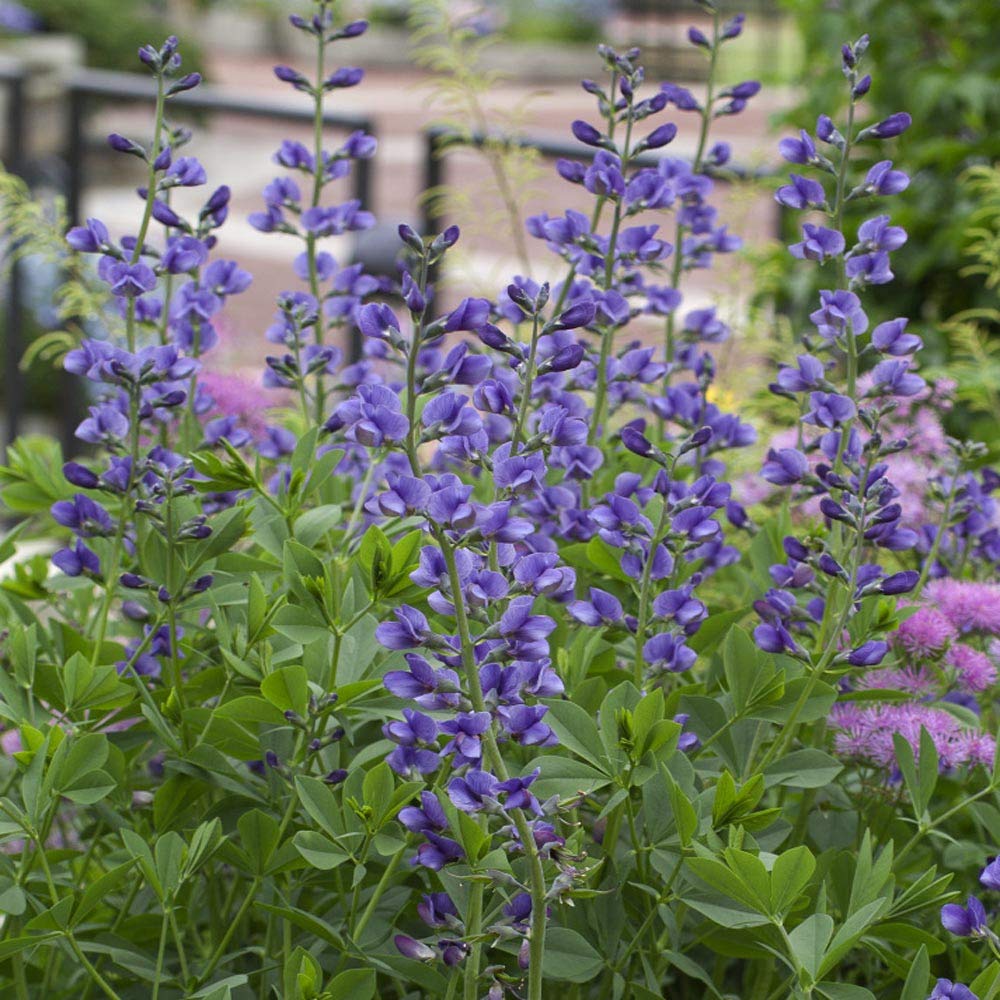 Blue False Indigo Flower Seeds – Heirloom, Non-GMO Seeds for Planting Hardy Garden Blooms seeds for planting in home garden