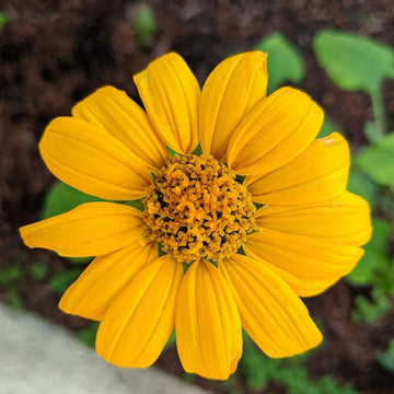 Yellow Diversifolia Flower Seeds for Planting - 100 pcs