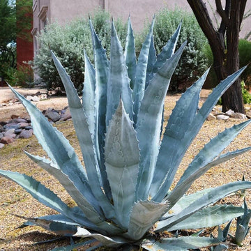 Green Agave Ferox Seeds â€“ Heirloom, Non-GMO Succulent Plant Seeds for Easy Planting