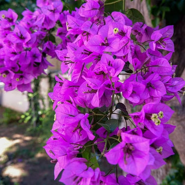 Violet Bougainvillea flower seeds for planting – Heirloom and Non-GMO Garden seeds