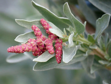 Heirloom Saltbush Plant Seeds for Planting, Non-GMO