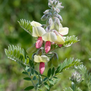 Goat's Rue Flower Seeds – Heirloom, Non-GMO Seeds for Planting Fragrant Pollinator Blooms