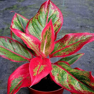 Organic Heirloom Non-GMO Aglaonema Seeds for Planting – Healthy Vibrant Indoor Plants