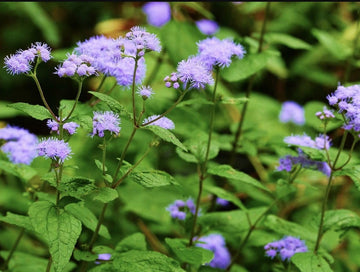 Heirloom Conoclinium Coelestinum Seeds – Non-GMO Flower Seeds for Planting