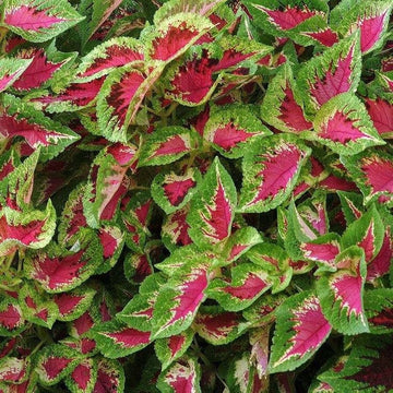 Heirloom Green Pink Coleus Flower Seeds for Planting – Non-GMO, Vibrant Ornamental Foliage Variety