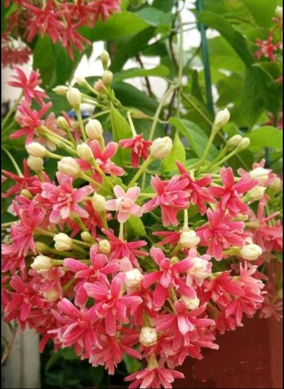 Quispualis Indica Flower Seeds for Planting - 100 pcs for planting in your garden.