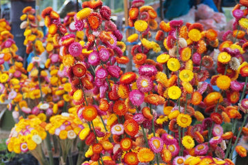 Straw Flower Seeds for Planting, Heirloom, Non-GMO, 100 pcs