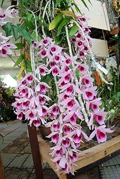 Pink Red Dendrobium Flower Seeds ƒ?? Heirloom Non-GMO Orchid Seeds for Elegant Garden Planting for planting in your garden.