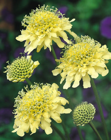 Cephalaria Gigantea Flower Seeds â€“ Heirloom, Non-GMO Seeds for Planting Tall Garden Blooms
